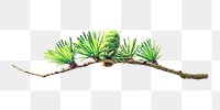 Pine tree branch png, transparent background