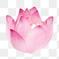 Pink lotus png flower, transparent background