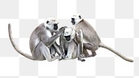 Grey monkeys animal png, transparent background