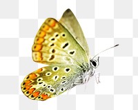 Butterfly png, common blue, transparent background