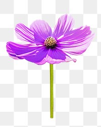 Purple cosmos flower png, transparent background