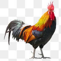 Chicken png collage element, transparent background