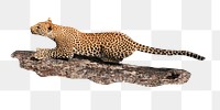 Leopard png collage element, transparent background