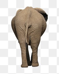 African elephant png, design element, transparent background