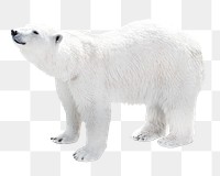 Polar bear png collage element, transparent background