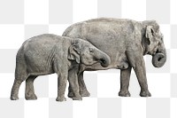 Grey elephants animal png, transparent background