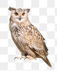 Animal png, Ear tufts eagle owl, transparent background