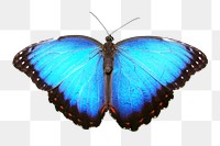 Blue butterfly png collage element, transparent background