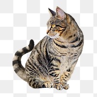 Tabby cat png collage element, transparent background