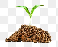 Png small plant sapling, isolated image, transparent background