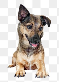 German shepherd png, cute dog, design element, transparent background