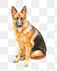 Shepherd dog png collage element, transparent background