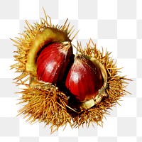 Png chestnut, transparent background