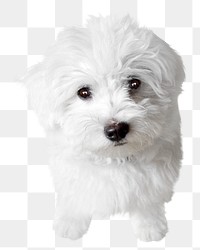 Cute puppy png collage element, transparent background