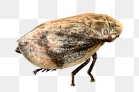 Png leafhopper insect, close up, collage element, transparent background