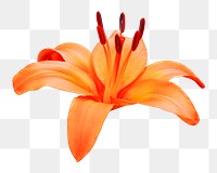 Orange lily flower png, transparent background