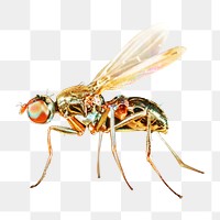 Wasp png close up, design element, transparent background