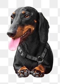 Black dachshund png, collage element, transparent background