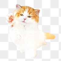 Persian cat png, isolated design, transparent background