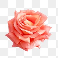 Peach rose png flower, transparent background