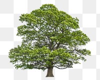 Tree png green nature environment , transparent background