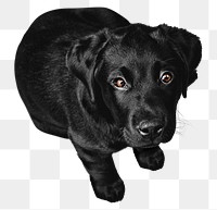 Black dog png collage element, transparent background