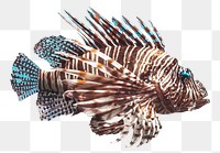 Exotic lionfish png, collage element, transparent background