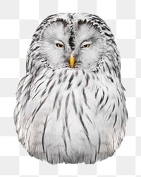 Owl png collage element, transparent background