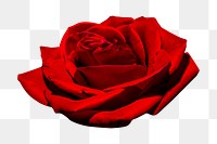 Romantic red rose  png, transparent background