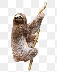 Sloth png collage element, transparent background
