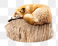 Sleeping fox png, design element, transparent background