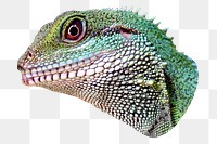 Lizard head png collage element, transparent background