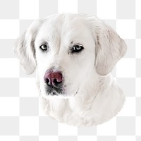 PNG white labrador retriever dog, collage element, transparent background