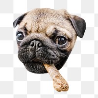 Pug dog png, design element, transparent background