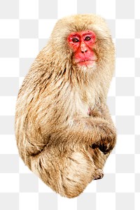 Snow monkey png, design element, transparent background