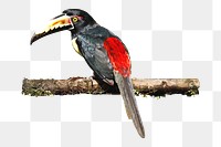 Toucan bird png, collage element, transparent background