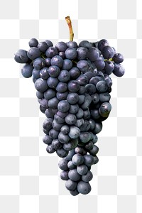 Purple grape png, transparent background