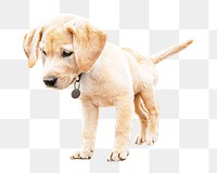 Retriever dog png collage element, transparent background