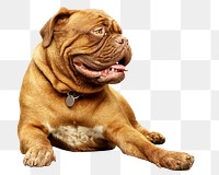 Brown dog png collage element, transparent background