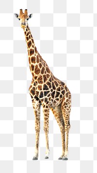 Giraffe png collage element, transparent background