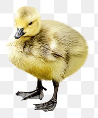 Duckling png collage element, transparent background