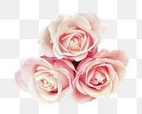 Pastel rose png image, transparent background