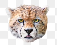 Cheetah cub png, design element, transparent background