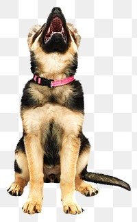 Shepherd dog png collage element, transparent background