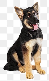 Shepherd dog png collage element, transparent background