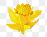 Yellow daffodil png flower image, transparent background