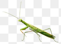 Green grasshopper png, collage element, transparent background
