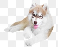 Eskimo dog png collage element, transparent background