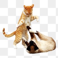 Fighting cats png collage element, transparent background