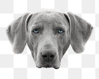 Gray dog png collage element, transparent background